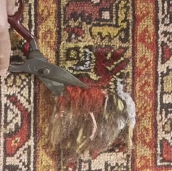 Ciseaux d'atelier égalisant une zone de velours usée et feutrée sur un tapis ancien